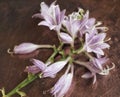 beautiful backgrounds metal old copper flower hosta