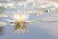 Beautiful Backlighted White Water Lily