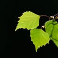 Beautiful backlit birch tree leaf Royalty Free Stock Photo