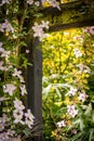 Beautiful backlit clemaits flowers on branches at the gate of the garden, Royalty Free Stock Photo