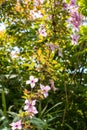 Beautiful backlit clemaits flowers on branches at the gate of the garden