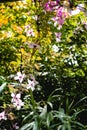 Beautiful backlit clemaits flowers on branches at the gate of the garden