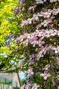 Beautiful backlit clemaits flowers on branches at the gate of the garden