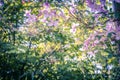 Beautiful backlit clemaits flowers on branches at the gate of the garden, Royalty Free Stock Photo