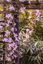 Beautiful backlit clemaits flowers on branches at the gate of the garden