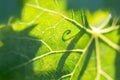 Beautiful Backlit Grape Leaf With Shadow of Vine.