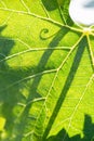 Beautiful Backlit Green Leaf With Shadow of Vine.