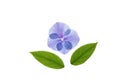 backlit macro photo of blue and purple hydrangea flower and fresh green leaves Royalty Free Stock Photo