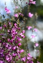 Beautiful backlit pink flowers of the Australian native Boronia ledifolia, family Rutaceae Royalty Free Stock Photo