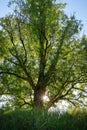 Beautiful backlit tree in spring