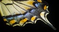 Beautiful Backwing of a Swallowtail Butterfly