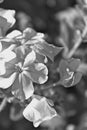 b/W white flowers in your backyard