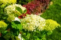 Beautiful backyard landscape design. View of colorful trees and decorative trimmed bushes rocks Royalty Free Stock Photo