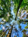 Beautiful backyard tree. Pine trees and blue sky, looking up through the forest trees. Early summer time in a forest. Leningrad Royalty Free Stock Photo