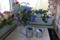 Beautiful balcony greening with blooming petunias and lobelia, green oregano. Two small metal watering cans Royalty Free Stock Photo