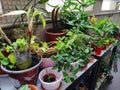 Beautiful balcony with various green flowerpots on tables