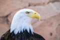 Beautiful bald eagle Royalty Free Stock Photo