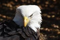 Beautiful Bald Eagle cleaning feathers Royalty Free Stock Photo