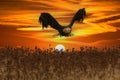 Beautiful bald eagle in flight at sunset Royalty Free Stock Photo