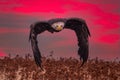 Beautiful bald eagle in flight at sunset Royalty Free Stock Photo