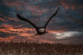 Beautiful bald eagle in flight at sunset Royalty Free Stock Photo