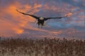 Beautiful bald eagle in flight at sunset Royalty Free Stock Photo