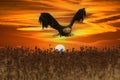 beautiful bald eagle in flight Royalty Free Stock Photo