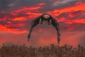 Beautiful bald eagle in flight at sunset Royalty Free Stock Photo