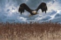 Beautiful bald eagle in flight at sunset Royalty Free Stock Photo