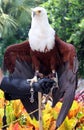 Beautiful bald eagle on hand