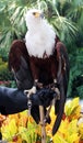 Beautiful bald eagle on hand