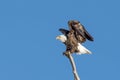 Bald eagle landing on a tree branch with clear skies Royalty Free Stock Photo