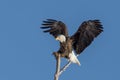 Bald eagle landing on a tree branch with clear skies Royalty Free Stock Photo