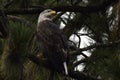 Beautiful bald eagle perched in a pine tree Royalty Free Stock Photo