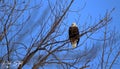 Beautiful Bald Eagle perched in a tree Royalty Free Stock Photo