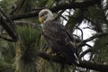 Beautiful bald eagle sitting in a pine tree Royalty Free Stock Photo