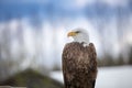 A beautiful bald eagle sitting on a tree Royalty Free Stock Photo