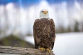 A beautiful bald eagle sitting on a tree Royalty Free Stock Photo