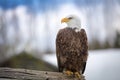 A beautiful bald eagle sitting on a tree Royalty Free Stock Photo