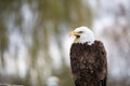 A beautiful bald eagle sitting on a tree Royalty Free Stock Photo