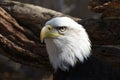 Beautiful Bald Eagle staring Royalty Free Stock Photo