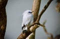 Beautiful Bali myna bird perched on a slender branch next to a tree Royalty Free Stock Photo