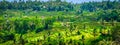 Beautiful Bali rice fields. Rice terraces in Bali, Indonesia Royalty Free Stock Photo