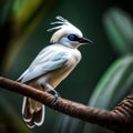 Beautiful Bali starling bird - ai generated image Royalty Free Stock Photo