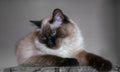 Beautiful balinese cat with blue eyes and long hair