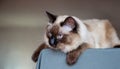 Beautiful balinese cat with blue eyes and long hair