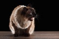 Beautiful balinese cat isolated on black Royalty Free Stock Photo