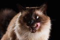 Beautiful balinese cat isolated on black Royalty Free Stock Photo