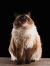 Beautiful balinese cat isolated on black Royalty Free Stock Photo