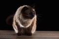 Beautiful balinese cat isolated on black Royalty Free Stock Photo